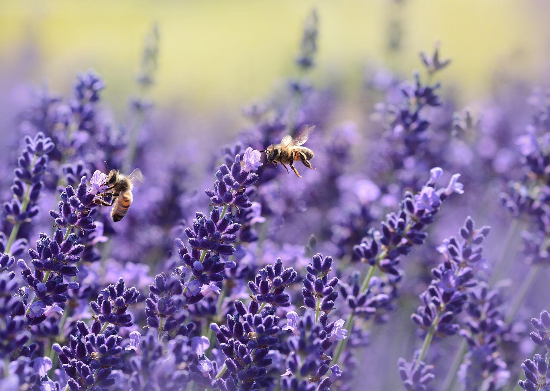 Uses of lavender essential oil