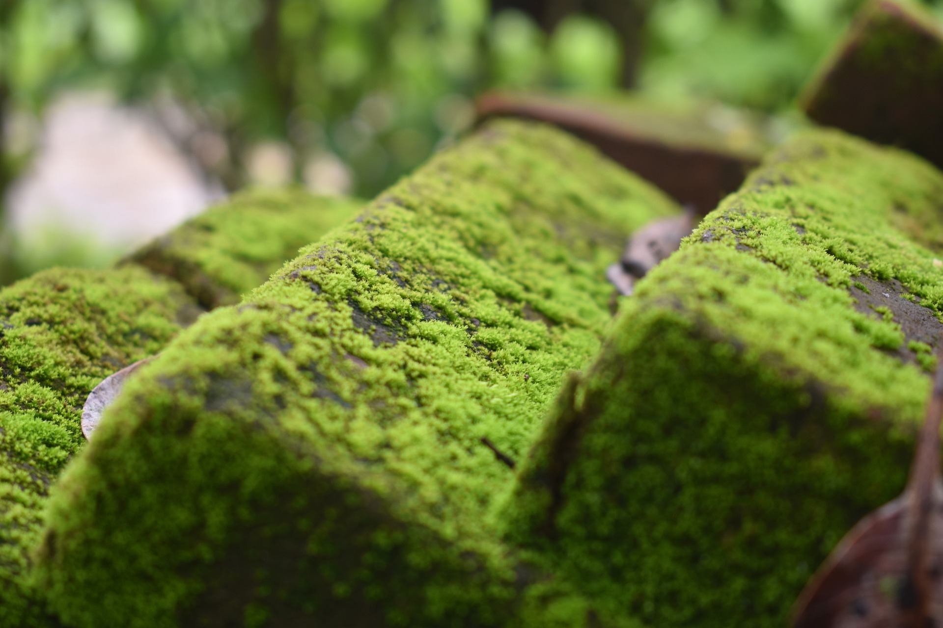 fun facts about mold