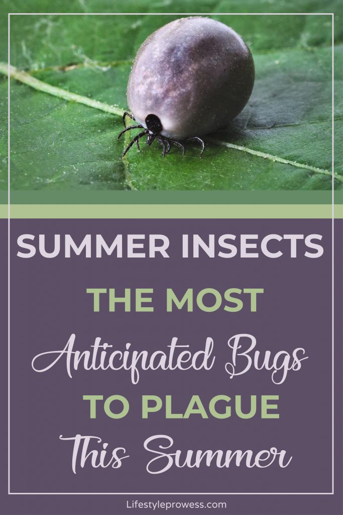 Summer Bugs