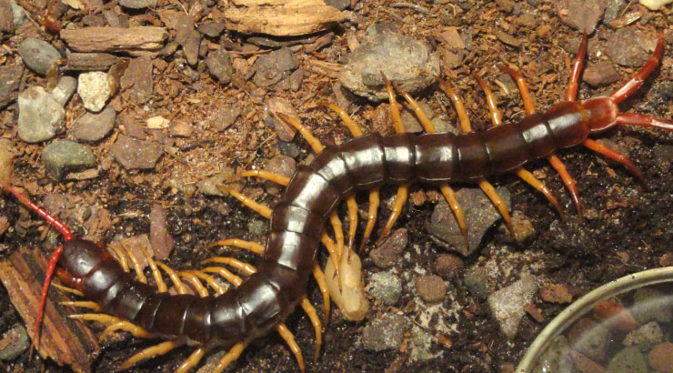 Tropical-centipede- Bug Proof House