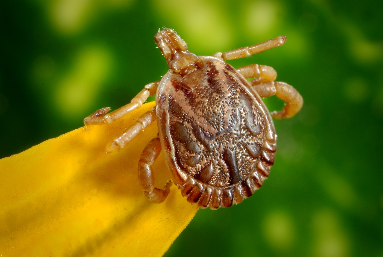 How to Avoid Tick Bites Naturally